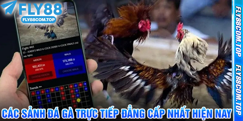 Các Sảnh Đá Gà Trực Tiếp Đẳng Cấp Nhất Hiện Nay